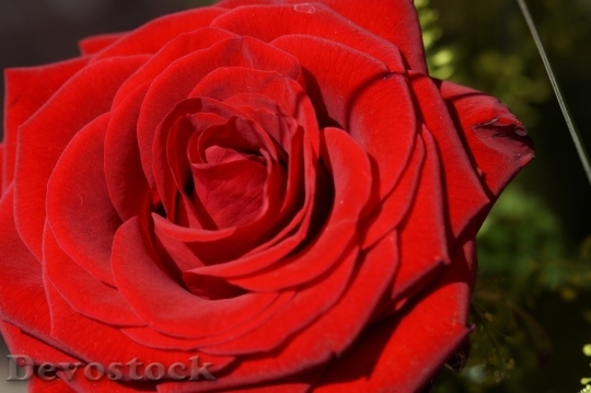 Devostock Beautiful red rose  (44)