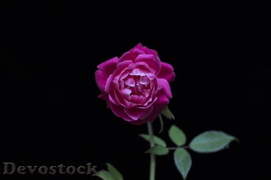 Devostock Beautiful red rose  (441)