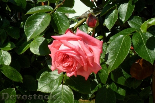 Devostock Beautiful red rose  (442)