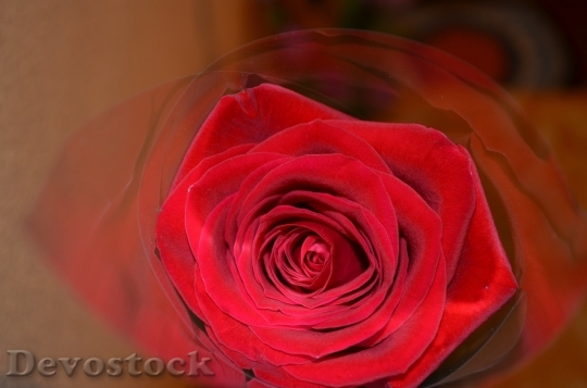 Devostock Beautiful red rose  (446)