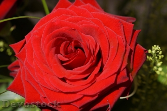 Devostock Beautiful red rose  (45)