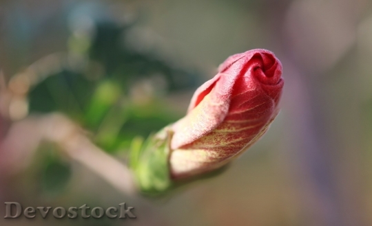 Devostock Beautiful red rose  (450)