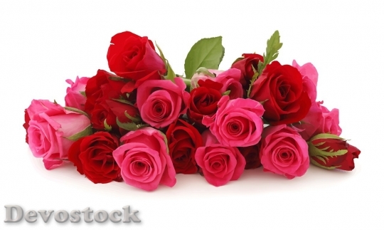Devostock Beautiful red rose  (453)