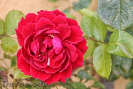 Devostock Beautiful red rose  (455)