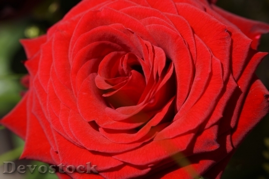 Devostock Beautiful red rose  (46)