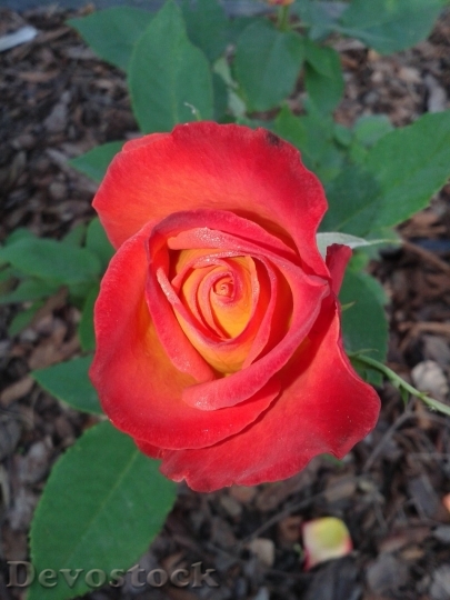 Devostock Beautiful red rose  (460)