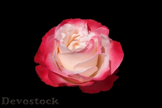 Devostock Beautiful red rose  (461)