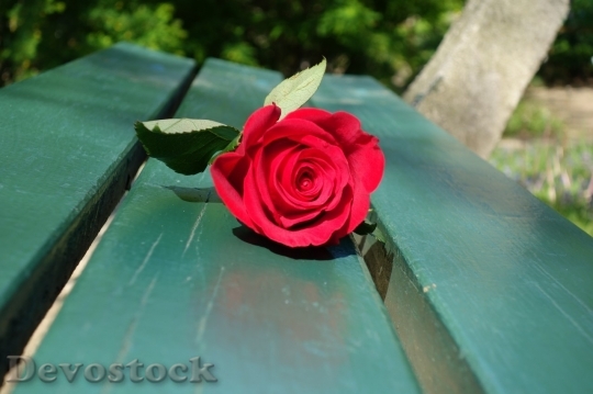 Devostock Beautiful red rose  (462)