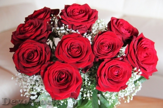 Devostock Beautiful red rose  (464)