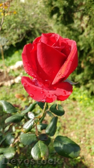 Devostock Beautiful red rose  (465)