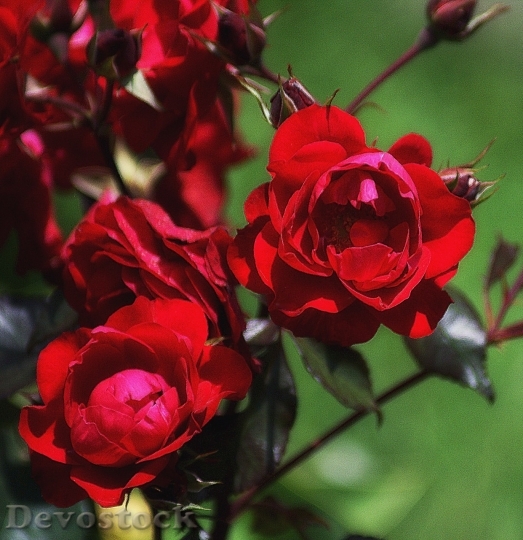 Devostock Beautiful red rose  (467)