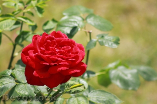 Devostock Beautiful red rose  (469)