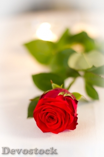 Devostock Beautiful red rose  (47)