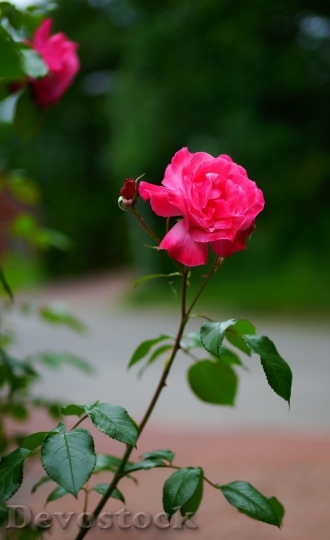 Devostock Beautiful red rose  (470)