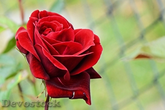 Devostock Beautiful red rose  (471)