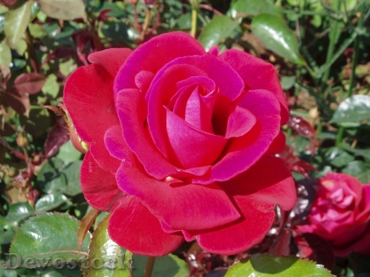 Devostock Beautiful red rose  (474)