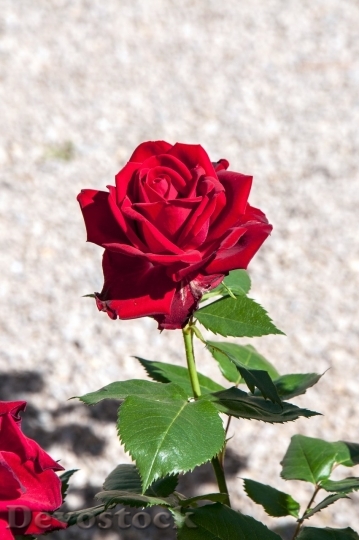 Devostock Beautiful red rose  (475)