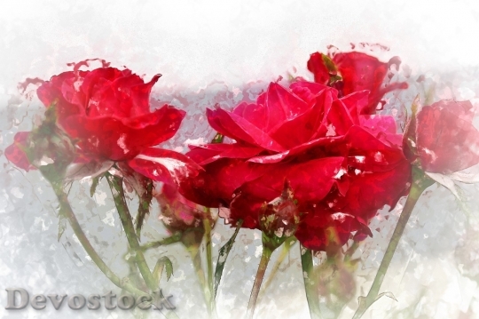 Devostock Beautiful red rose  (479)