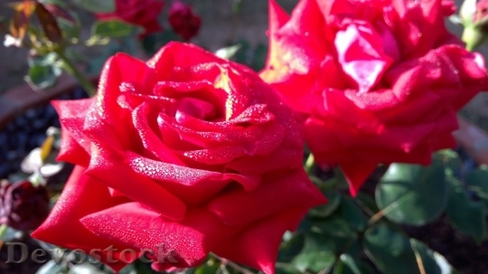 Devostock Beautiful red rose  (482)