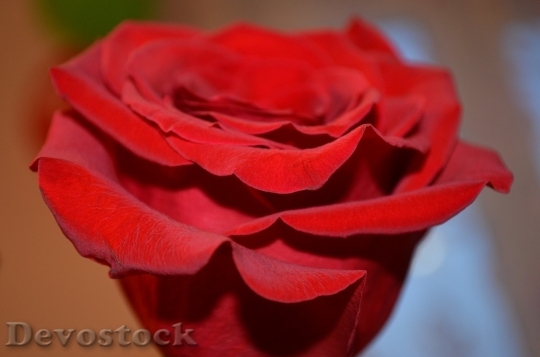 Devostock Beautiful red rose  (483)
