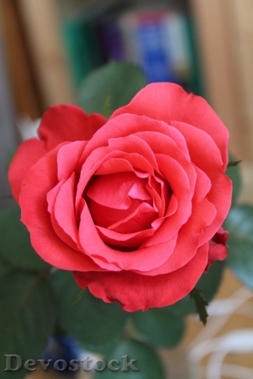 Devostock Beautiful red rose  (484)