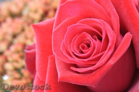 Devostock Beautiful red rose  (485)