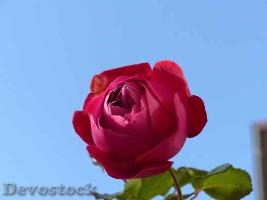 Devostock Beautiful red rose  (49)