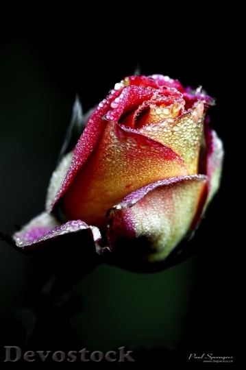 Devostock Beautiful red rose  (5)