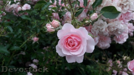 Devostock Beautiful red rose  (50)