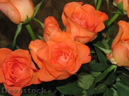 Devostock Beautiful red rose  (53)