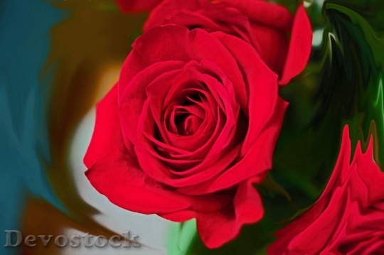 Devostock Beautiful red rose  (54)