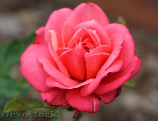 Devostock Beautiful red rose  (55)