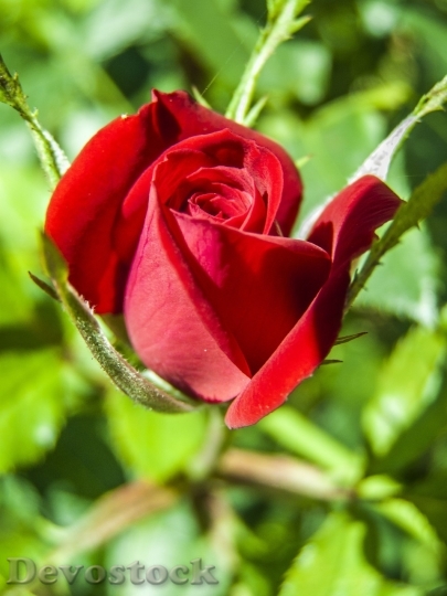 Devostock Beautiful red rose  (56)