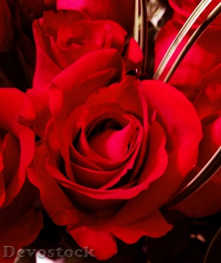 Devostock Beautiful red rose  (57)