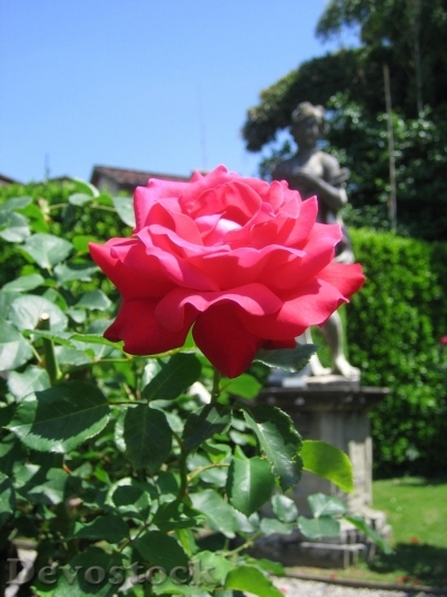Devostock Beautiful red rose  (61)