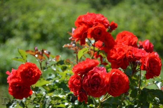 Devostock Beautiful red rose  (63)
