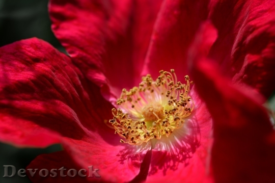 Devostock Beautiful red rose  (65)