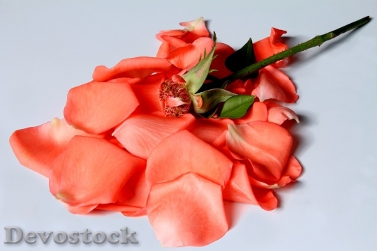 Devostock Beautiful red rose  (66)