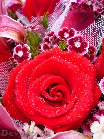 Devostock Beautiful red rose  (67)