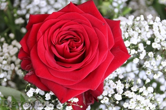 Devostock Beautiful red rose  (68)
