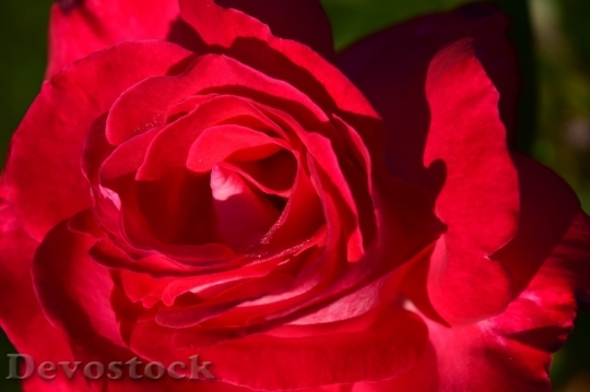 Devostock Beautiful red rose  (69)
