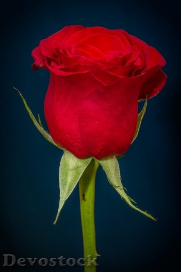 Devostock Beautiful red rose  (7)