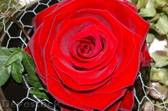 Devostock Beautiful red rose  (71)