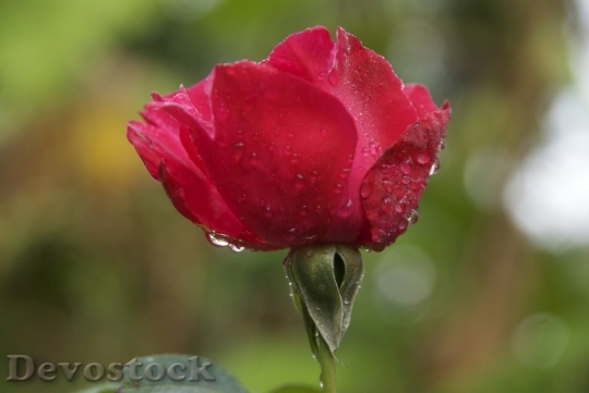 Devostock Beautiful red rose  (73)