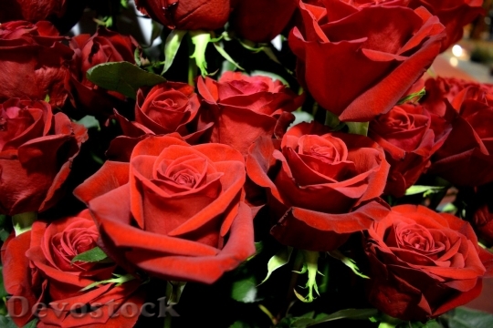 Devostock Beautiful red rose  (75)