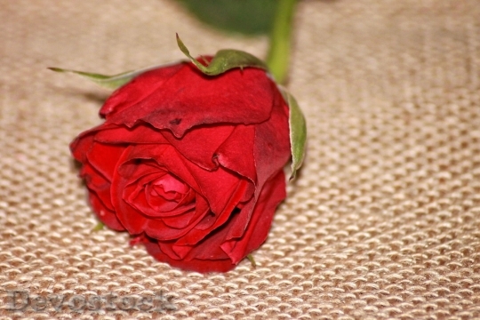 Devostock Beautiful red rose  (76)