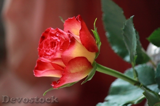 Devostock Beautiful red rose  (8)