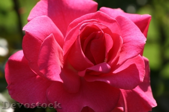 Devostock Beautiful red rose  (80)