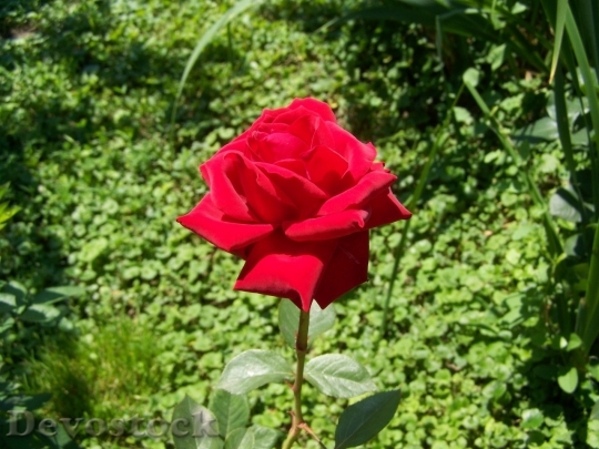 Devostock Beautiful red rose  (81)