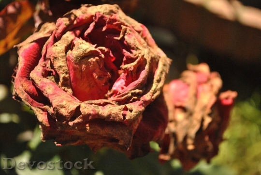 Devostock Beautiful red rose  (82)